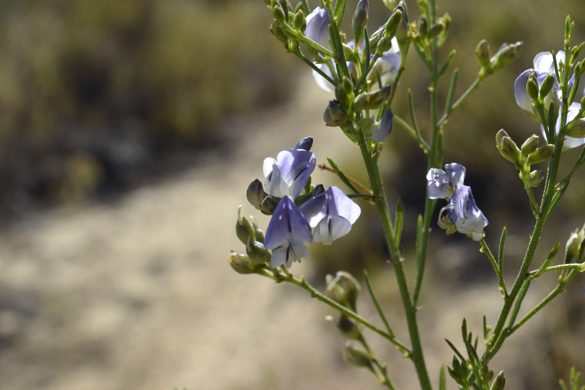 Image de Psoralea verrucosa Willd.