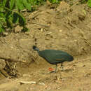 Image of Plumed Guineafowl