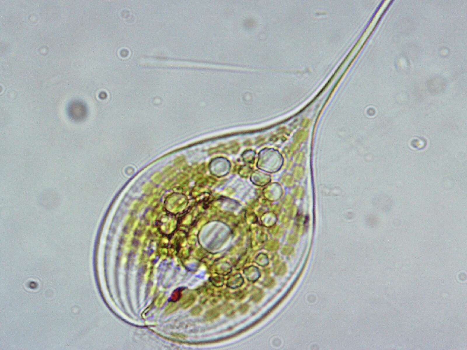 Image of Phacus longicauda