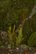 Imagem de Aechmea nudicaulis (L.) Griseb.