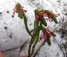 Image of Erica innovans E. G. H. Oliver