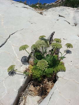 Imagem de Daucus carota subsp. commutatus (Paol.) Thell.