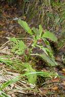 Imagem de Senecio solandri var. rufiglandulosus (Col.) Allan