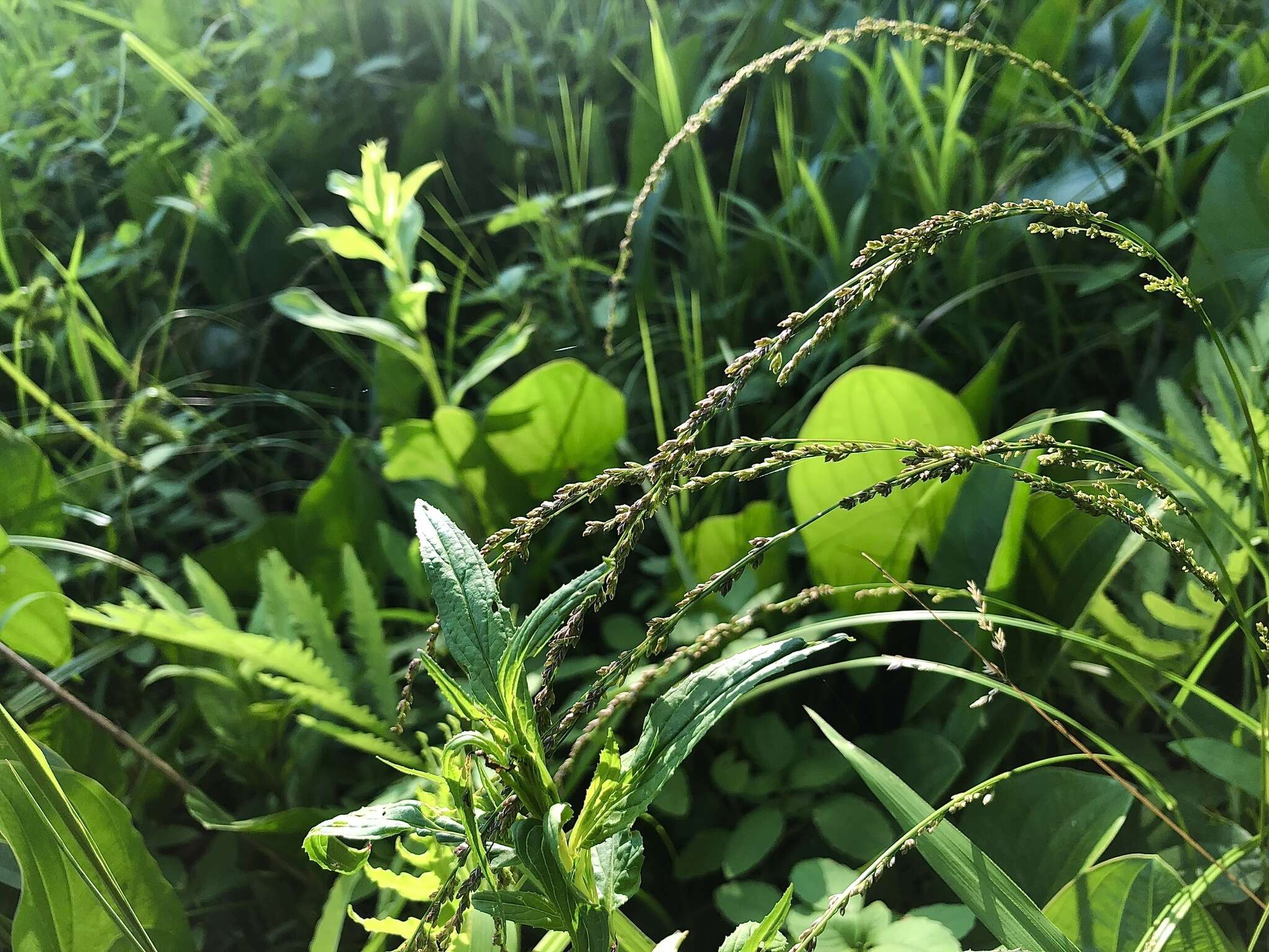 Glyceria melicaria (Michx.) F. T. Hubb. resmi