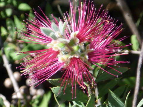 صورة Callistemon pungens subsp. pungens