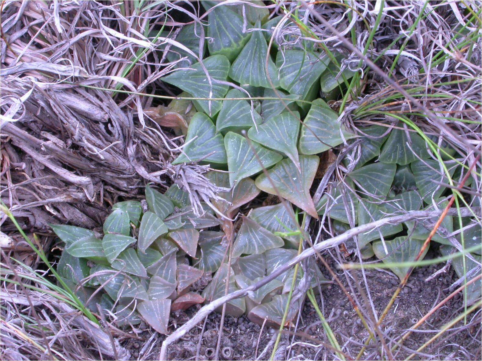 Слика од Haworthia pygmaea var. argenteomaculosa (G. G. Sm.) M. B. Bayer