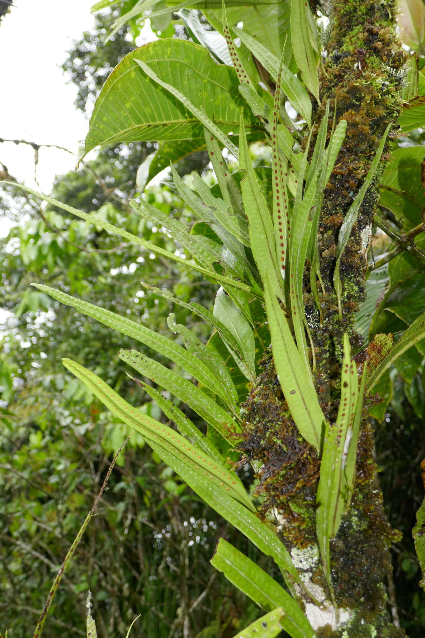 Image of Microgramma percussa (Cav.) Sota