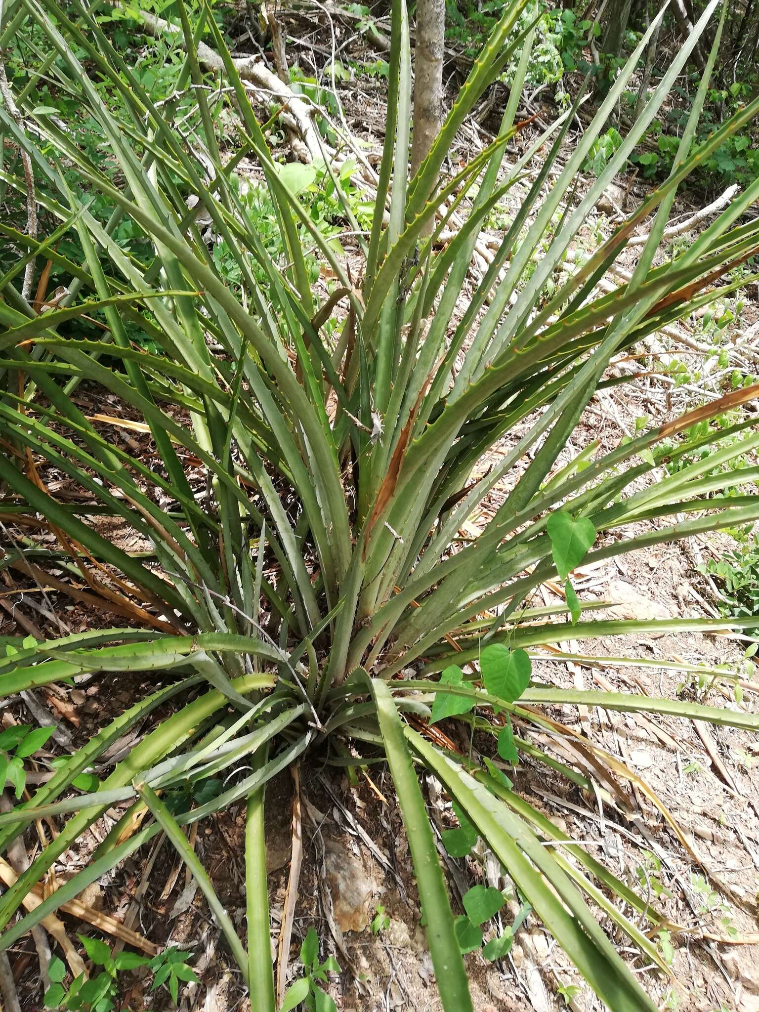 Слика од Bromelia palmeri Mez