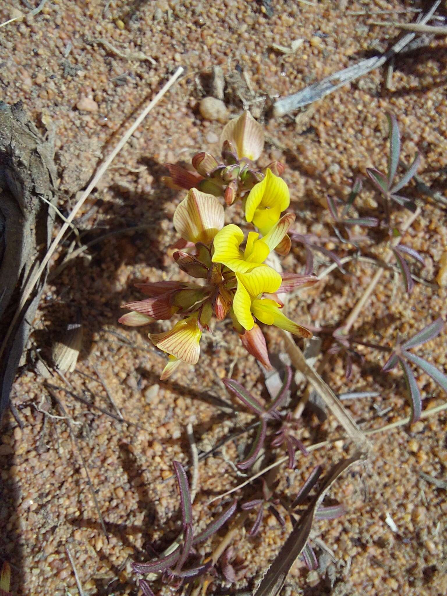 Image of Lotononis listii Polhill