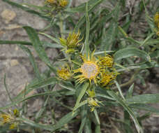 Image of Ward's false goldenweed