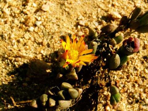 Image of Chasmatophyllum musculinum (Haw.) Dinter & Schwant.