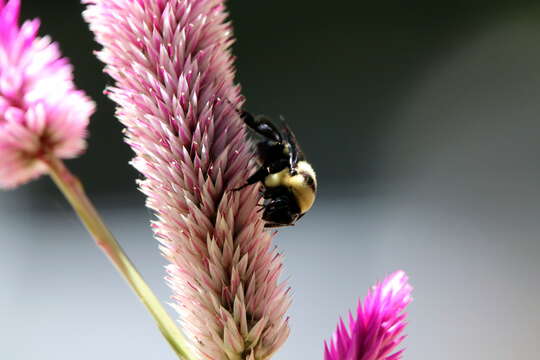 Слика од Bombus fraternus (Smith 1854)