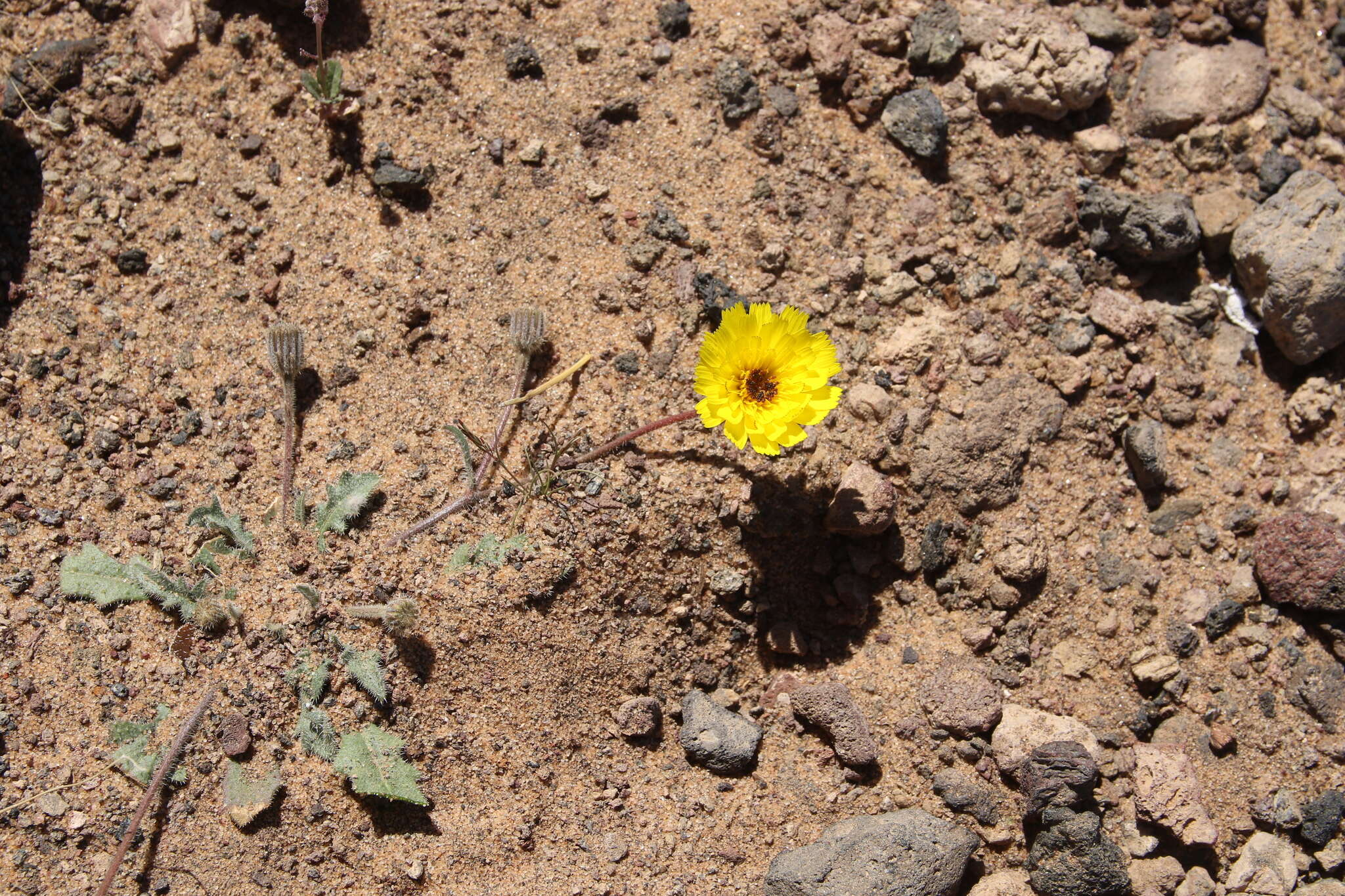 Image of Picris asplenioides L.