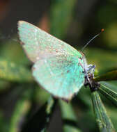 Plancia ëd Callophrys avis Chapman 1909