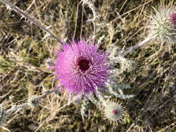 Imagem de Cirsium neomexicanum A. Gray