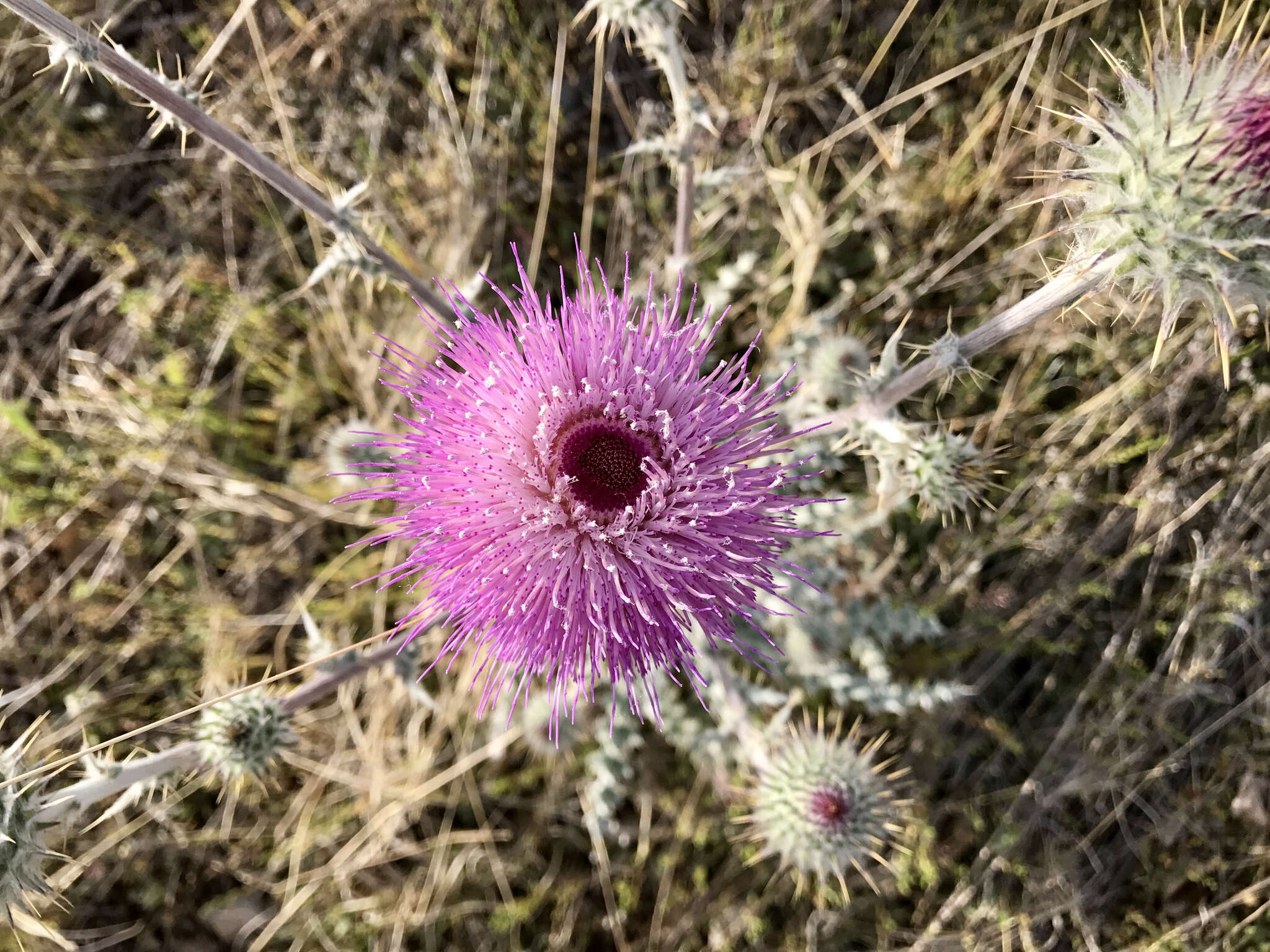 Imagem de Cirsium neomexicanum A. Gray