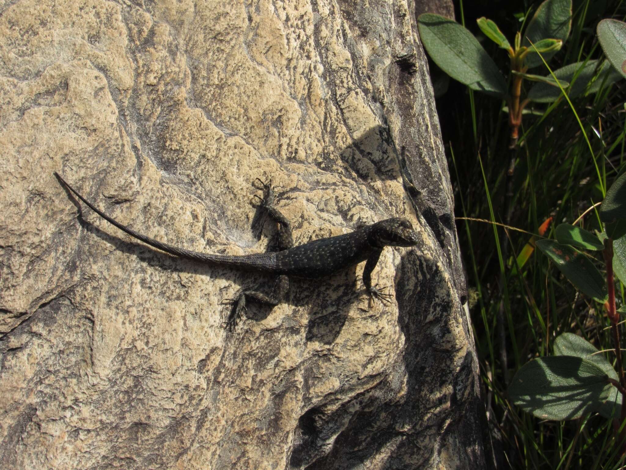 Слика од Tropidurus montanus Rodrigues 1987