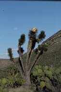 Image of Yucca decipiens Trel.