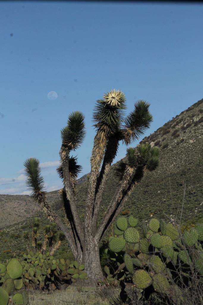 Image of Yucca decipiens Trel.