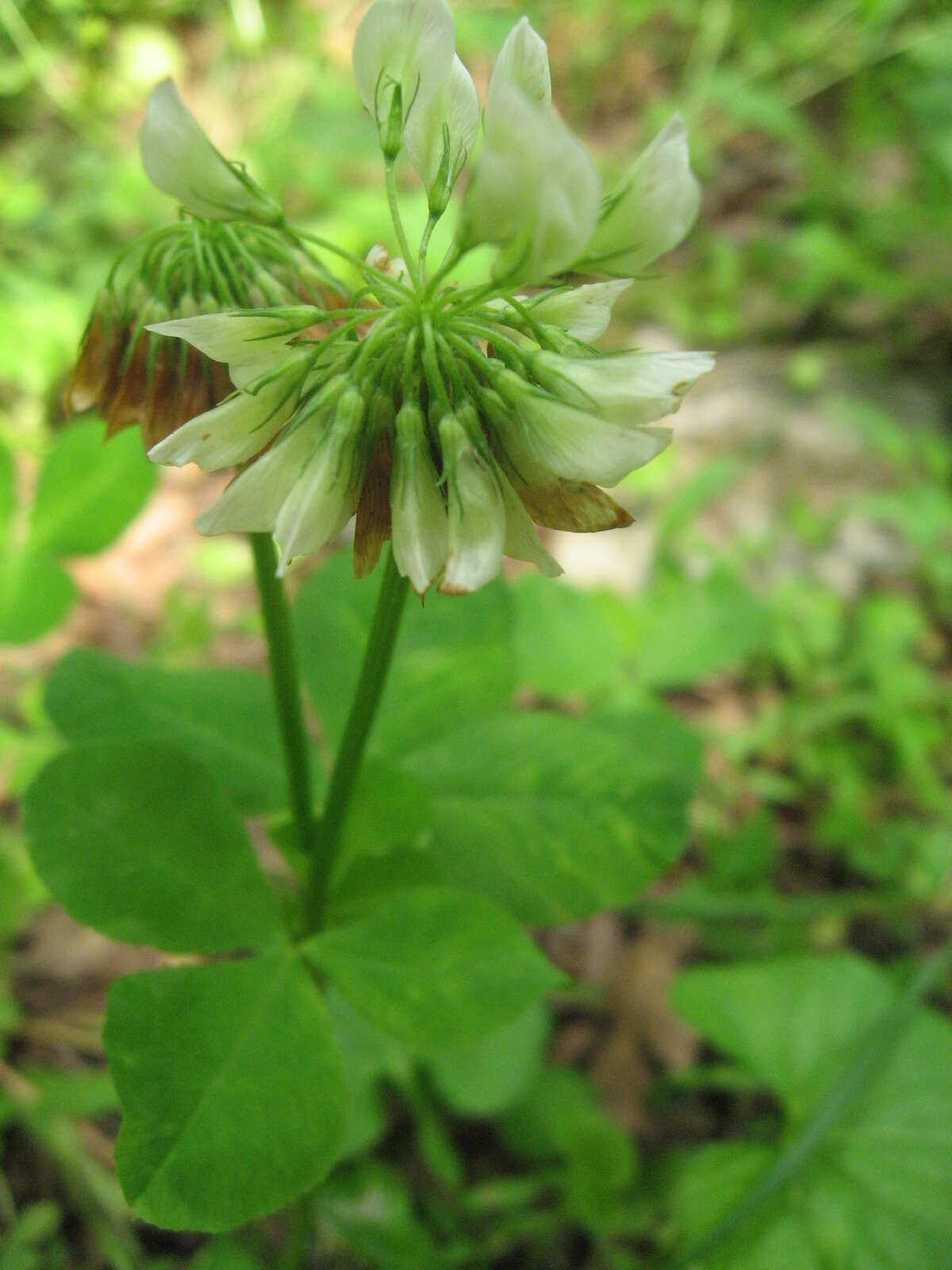 Image of running buffalo clover