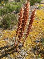 Image of greater broomrape