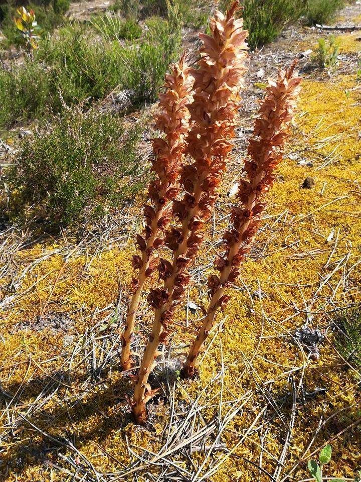 Image of greater broomrape