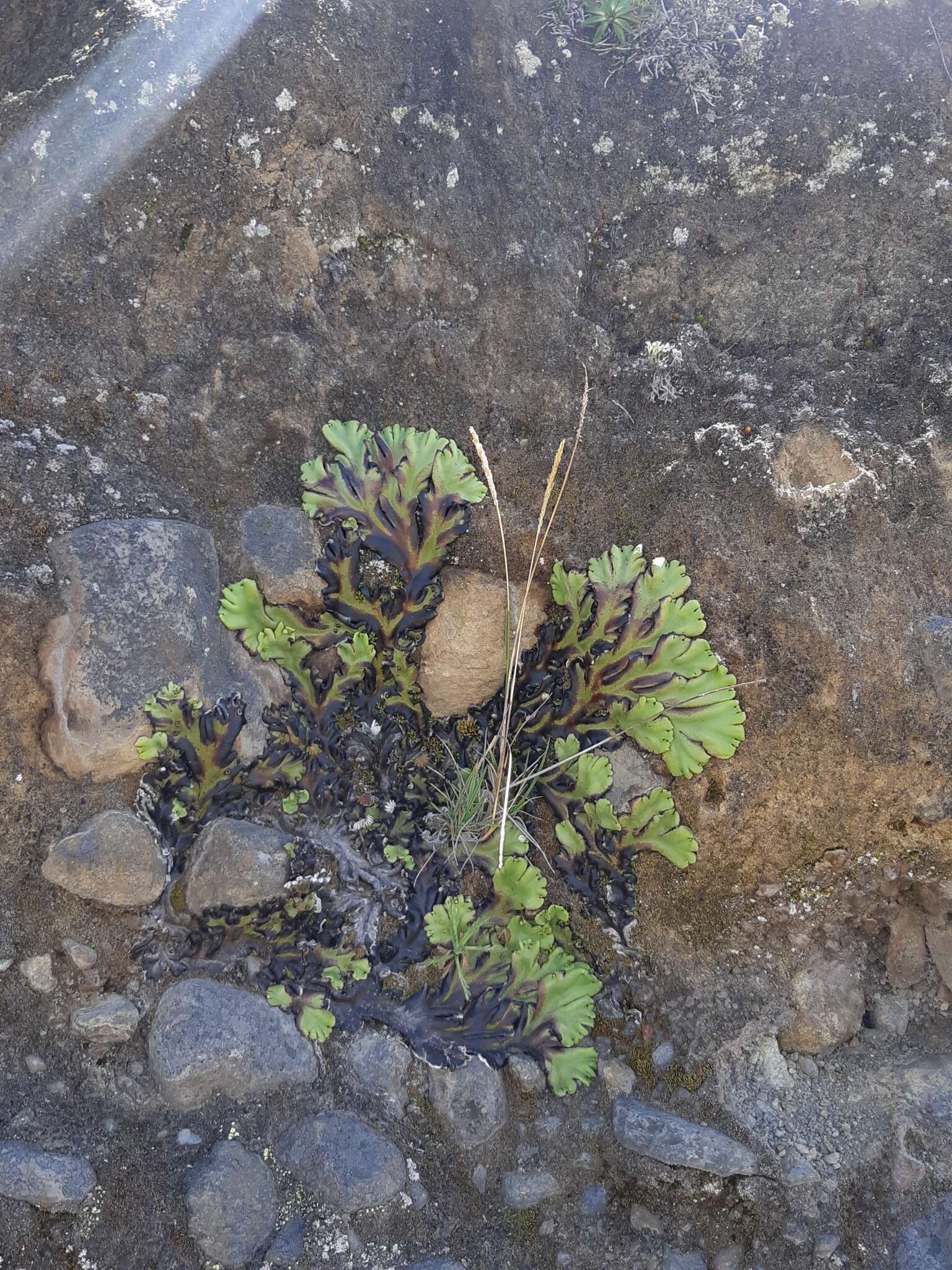 Image of Marchantia plicata Nees & Mont.