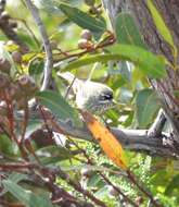 Image of Spotted Scrubwren