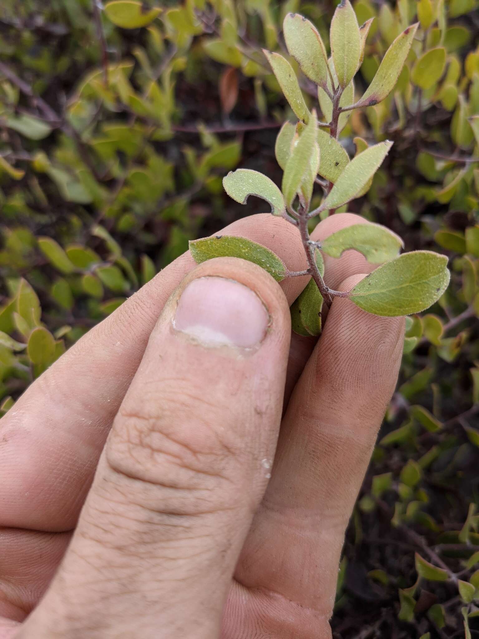 Image of Hooker's manzanita