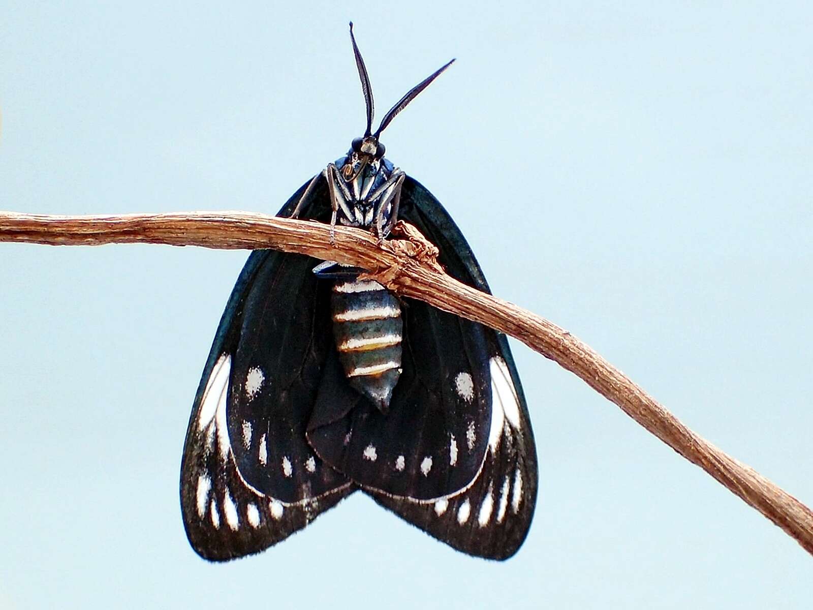 Image of Cyclosia macularia Guérin-Meneville 1843