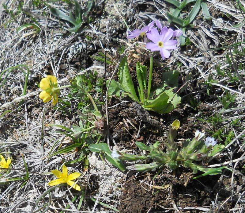 Primula darialica Rupr. resmi