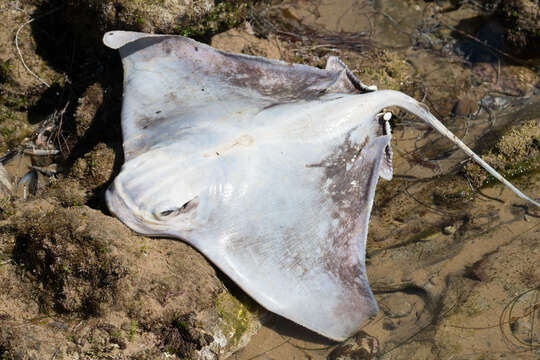 صورة Myliobatis californica Gill 1865