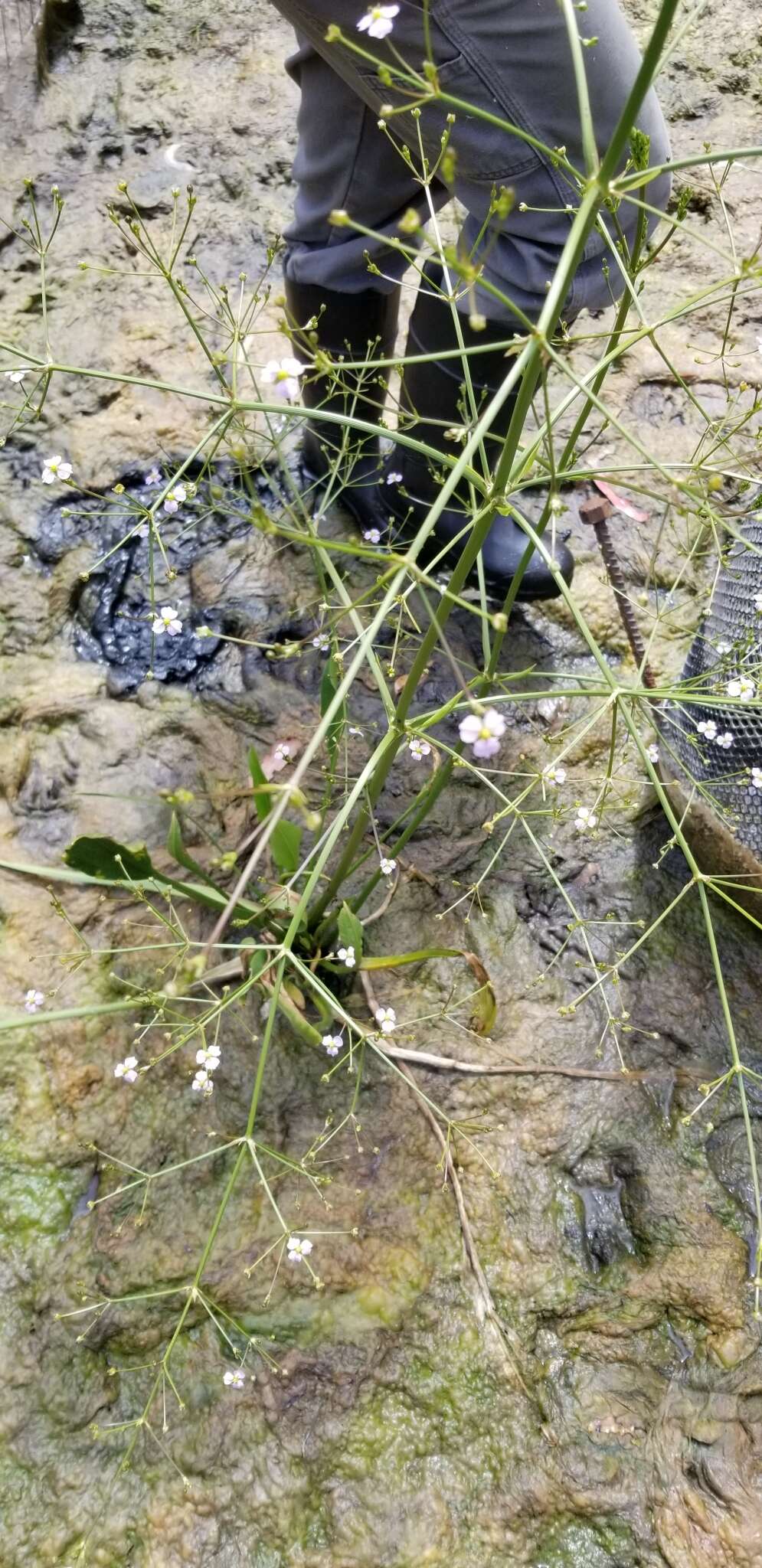 Image of Narrow-leaved Water-plantain