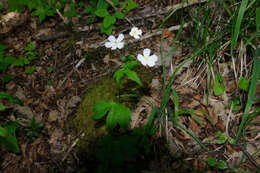 Ranunculus aconitifolius L. resmi