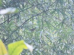 Image of Horsfield's Babbler