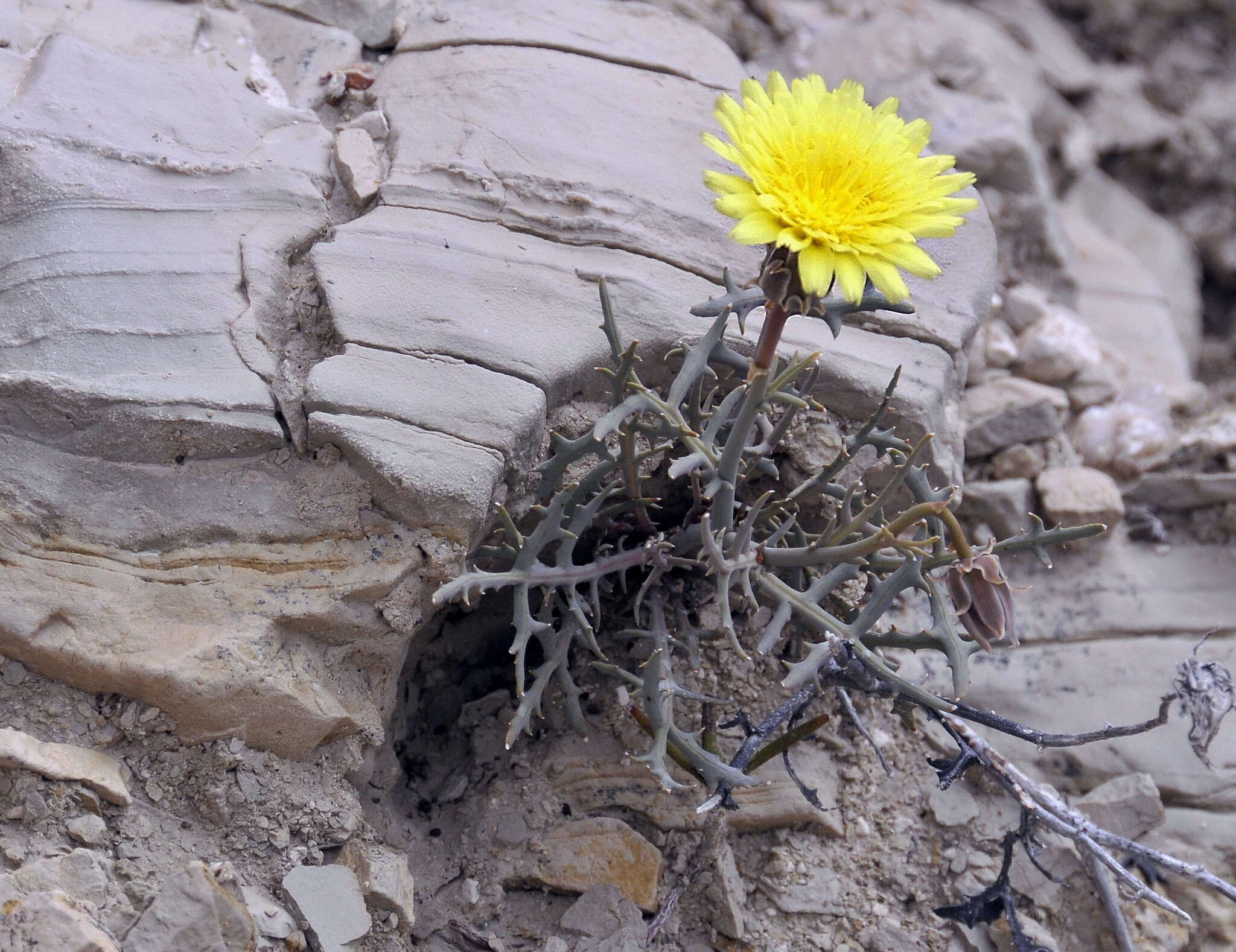 Image de Launaea pumila (Cav.) O. Kuntze