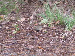 Image of Spotted Scrubwren