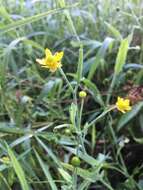 Image of waterplantain spearwort