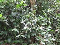 Image of Caracas pepper