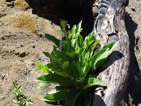 Image of Spanish digitalis