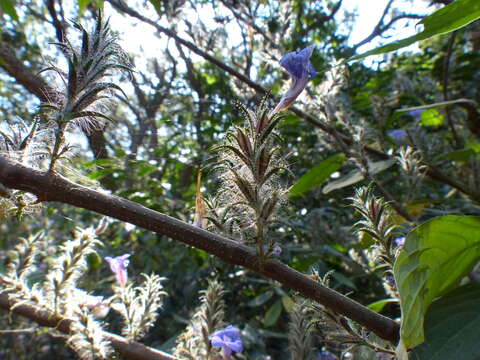 Strobilanthes integrifolius (Dalz.) Kuntze resmi