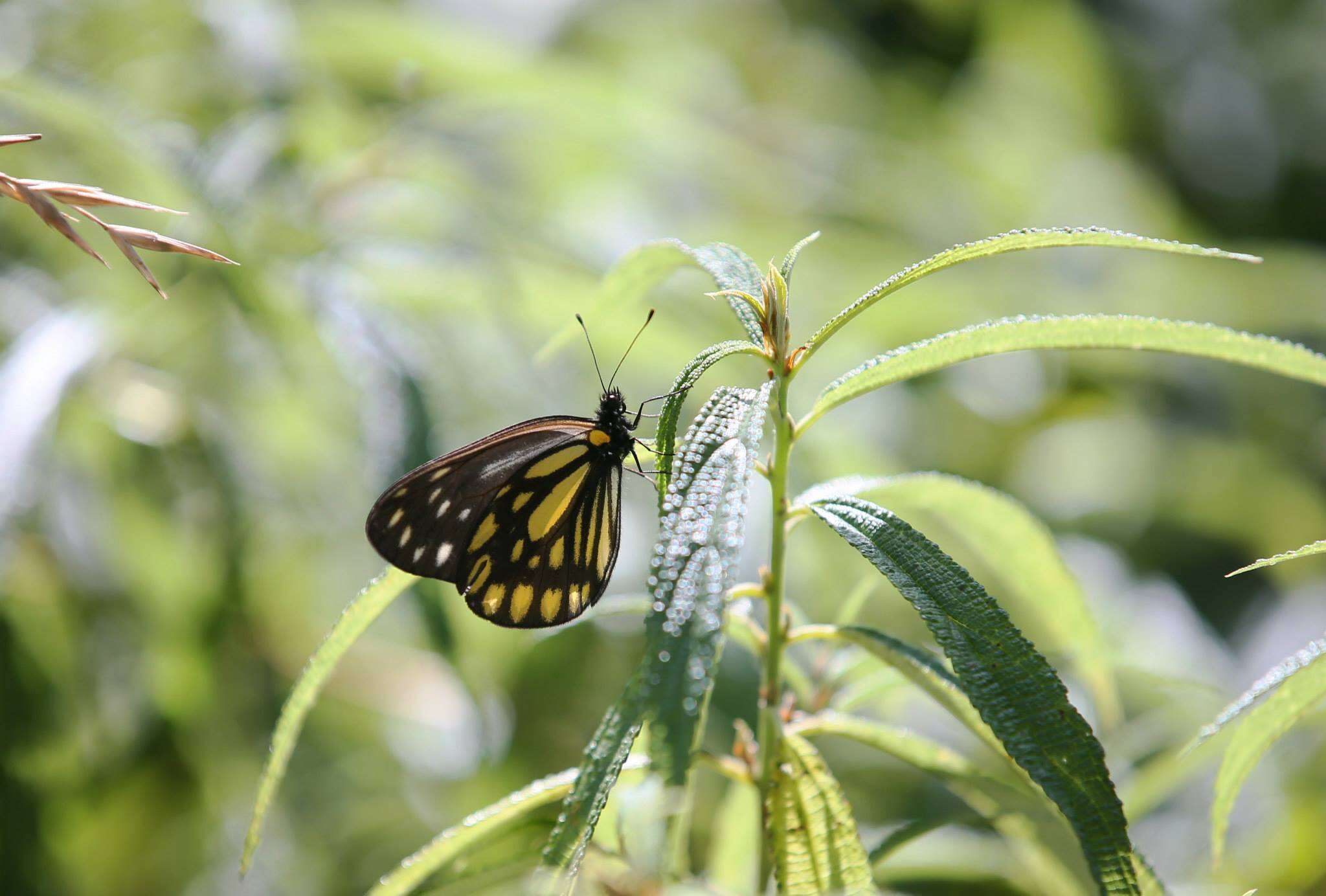 Image of <i>Aporia agathon moltrechti</i>