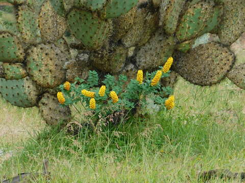 Image of Galphimia glauca Cav.