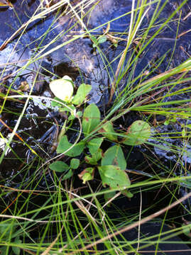 Image of bogbean