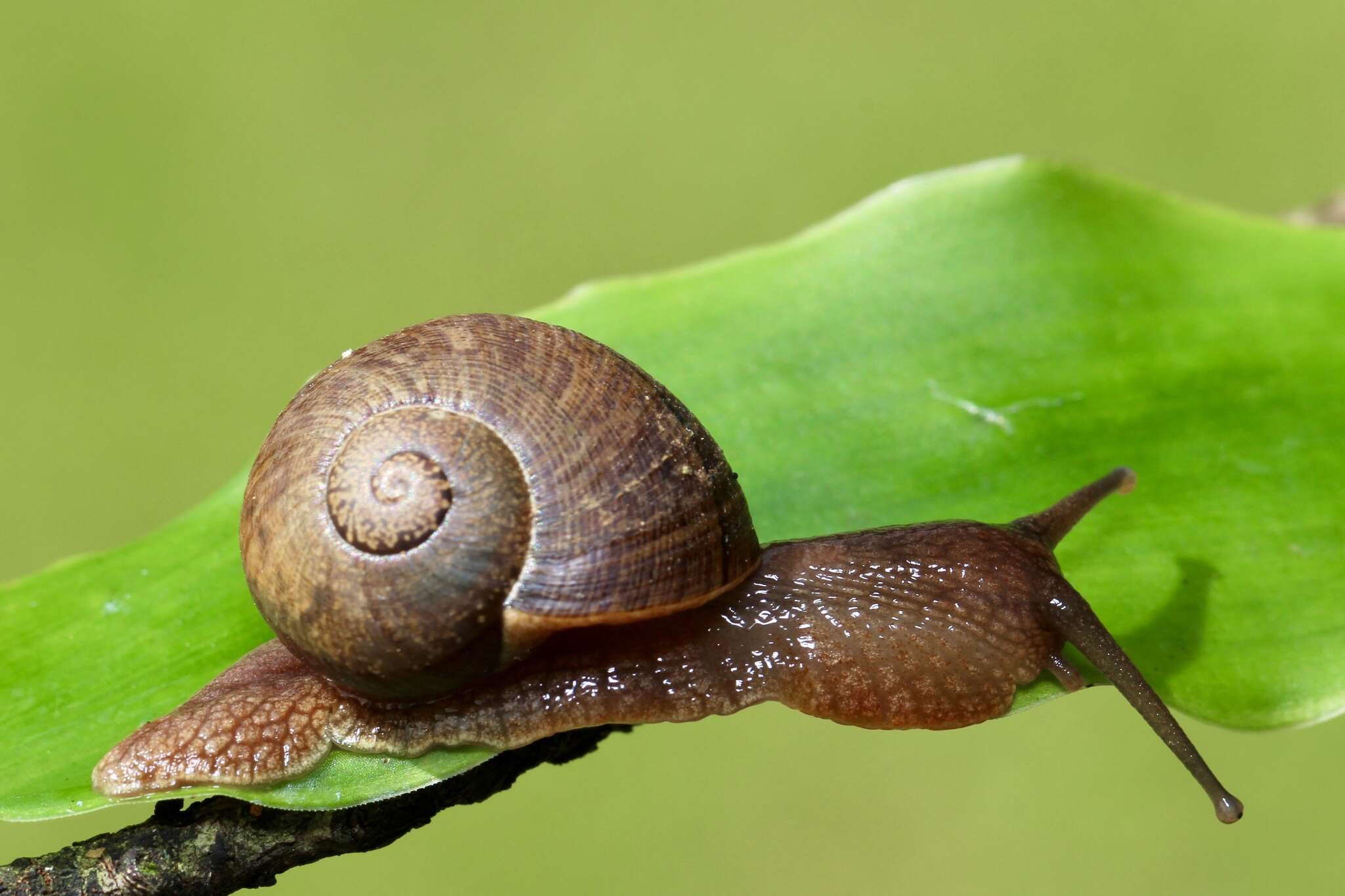 Image of Hispaniolana crispata (Férussac 1821)