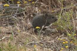 Image de Parotomys brantsii (A. Smith 1834)