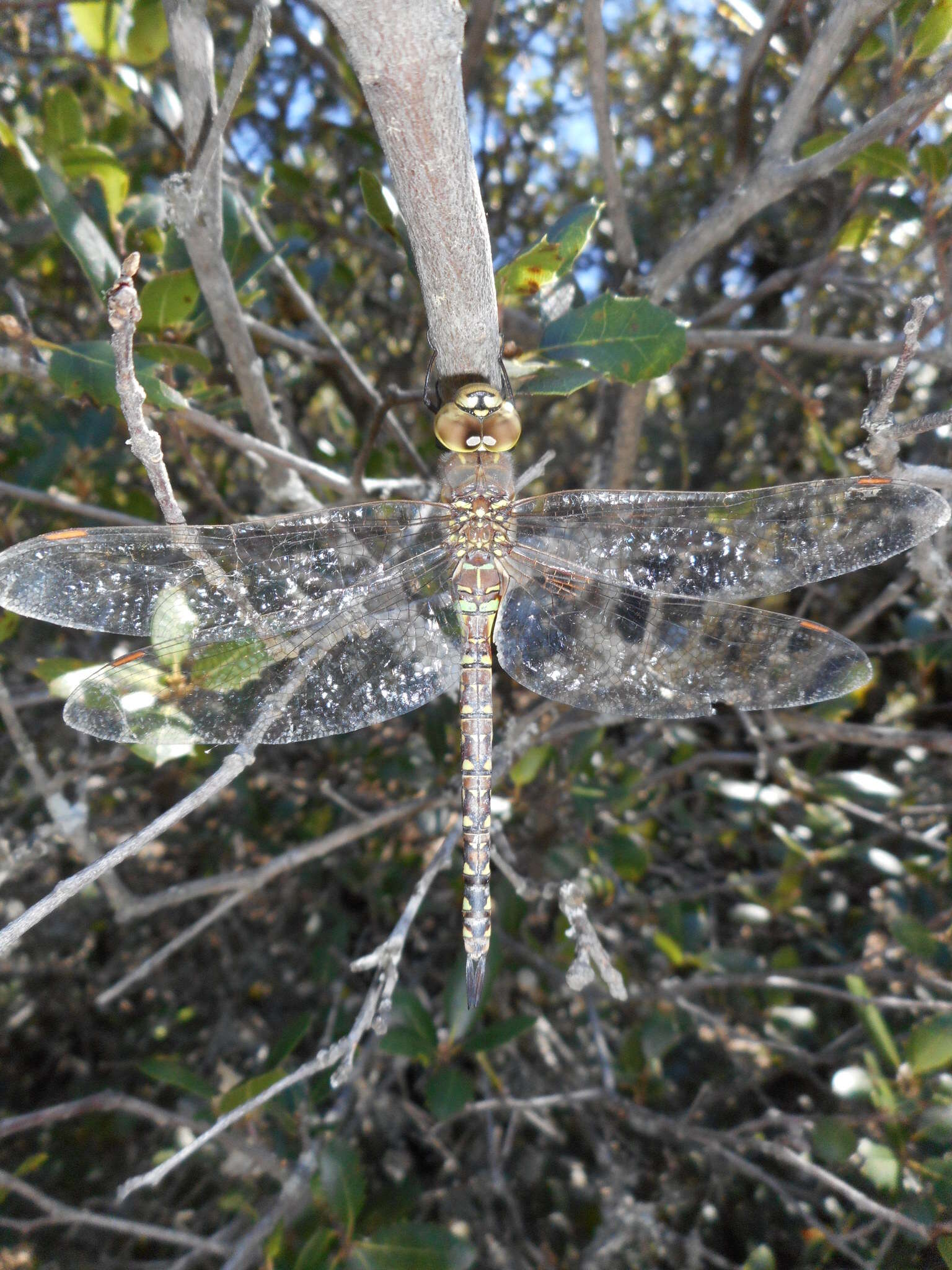 Image of Blue-eyed Darner