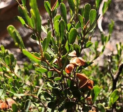 Image of Dodonaea bursariifolia F. Müll.