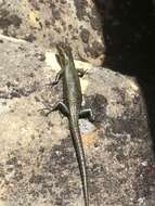 Image of Alpine Cool-skink