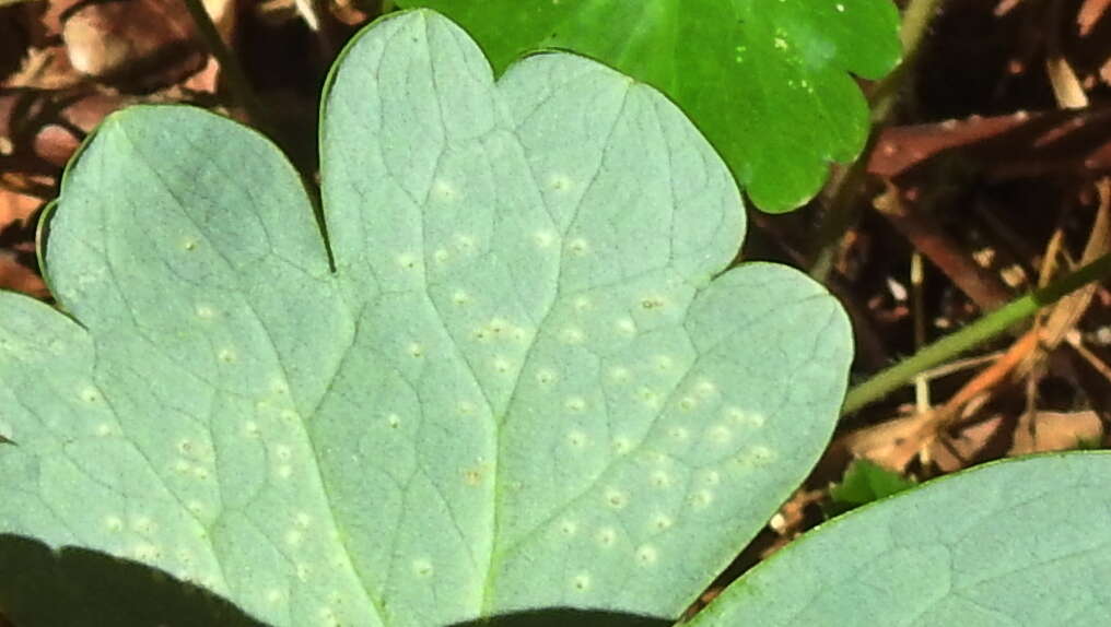 Erysiphe aquilegiae subsp. aquilegiae resmi